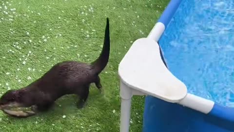 funny Animals videos funny tiger video baby tiger