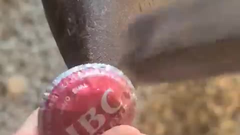 Using bottle cap for flower