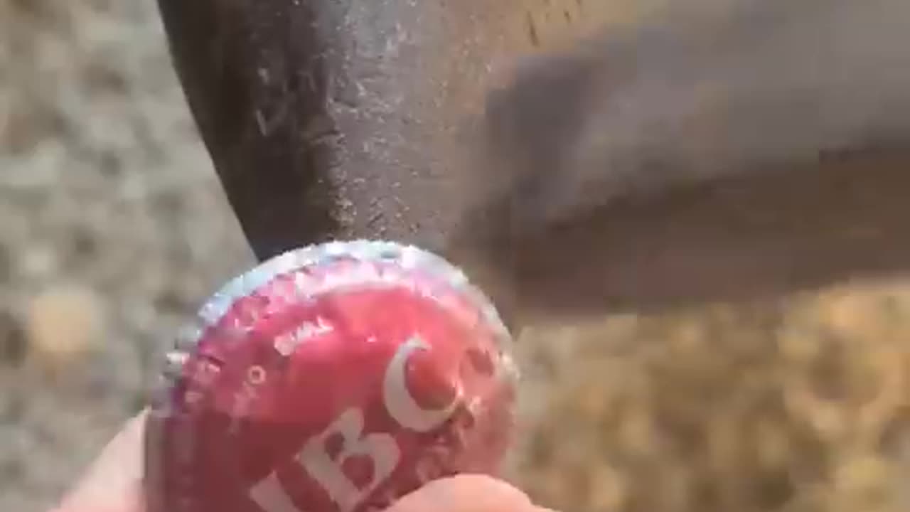 Using bottle cap for flower