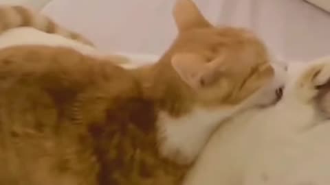 Funny cats video