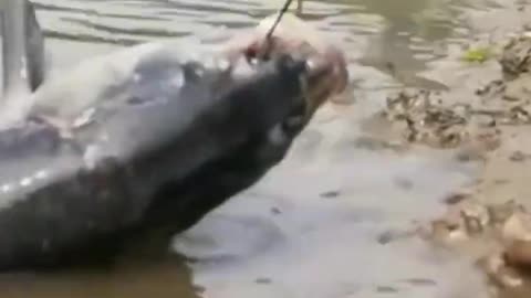smart boy catch fish#short