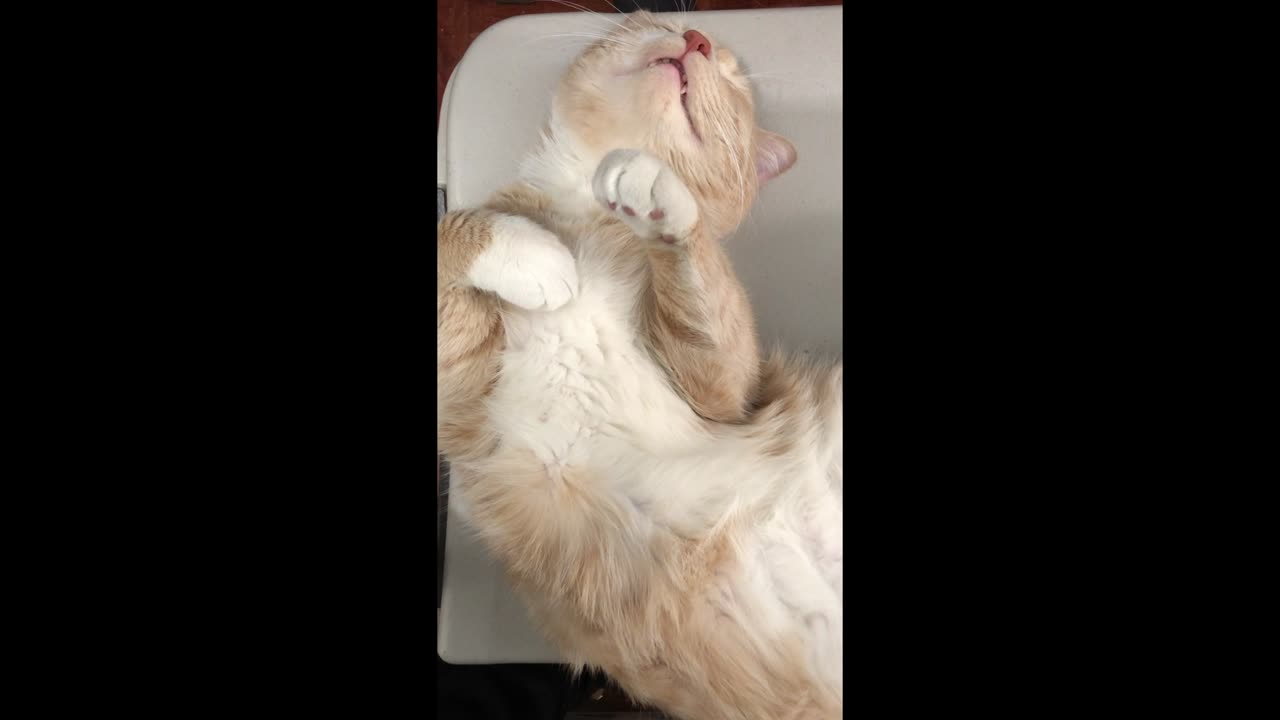 Close-up Of A Cream Beige Furred Cat Sleeping On Its Back