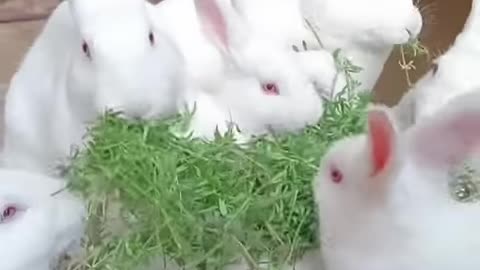 Adorable Bunny Eating Vegetable ❤️❤️ #shorts #cuterabbit