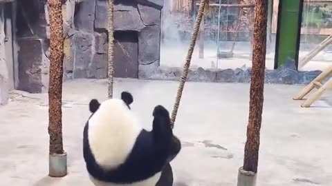 Trying To Be A SWINGER