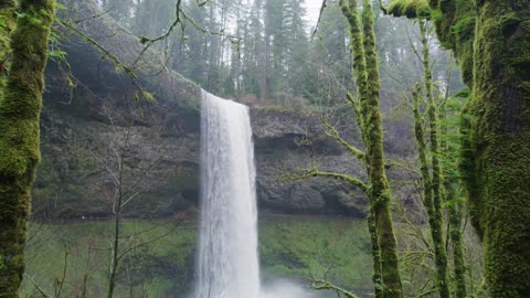 Waterfall in the Forest