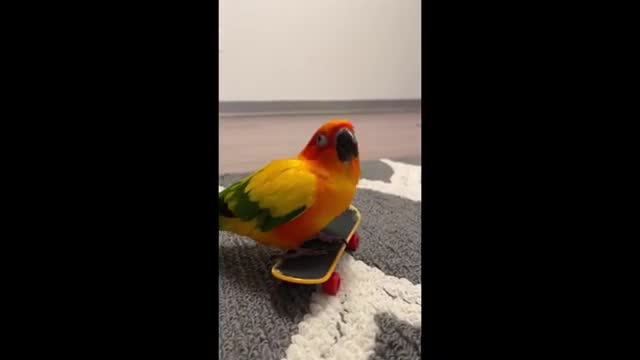 Parrot dancing on a skateboard