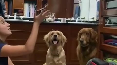 ## Girl & dog playing game ##