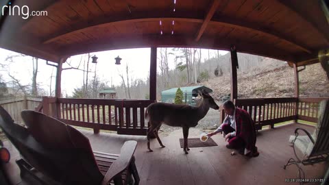 Deer 🦌 NW NC at The Treehouse 🌳 Lady slept in today