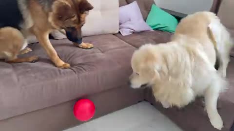 German Shepherd Demands Golden Retriever to share the Ball with him!