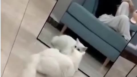 funny cats ever🐱❤🐱❤
