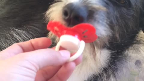 One Pacifier Loving Dog