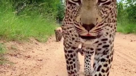 Leopard Close up