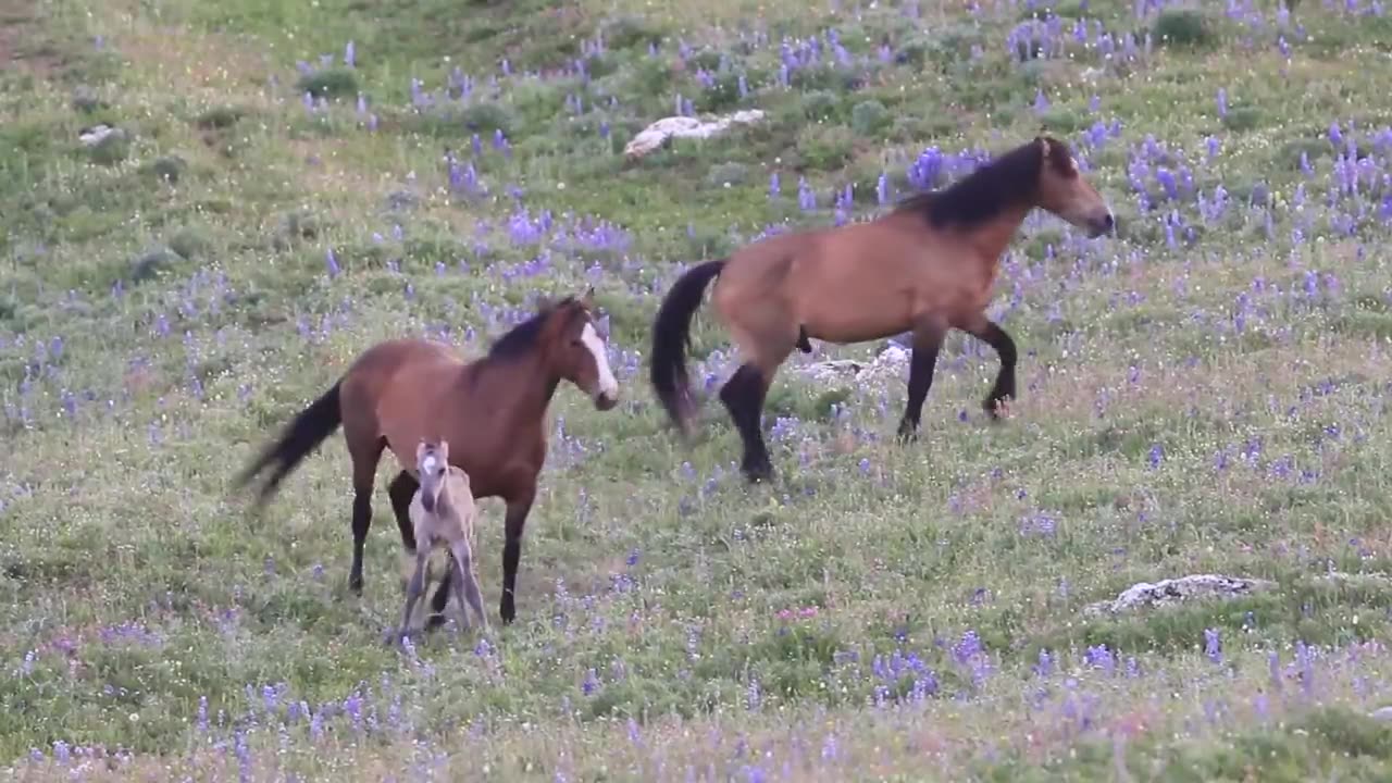 Horse with new born baby