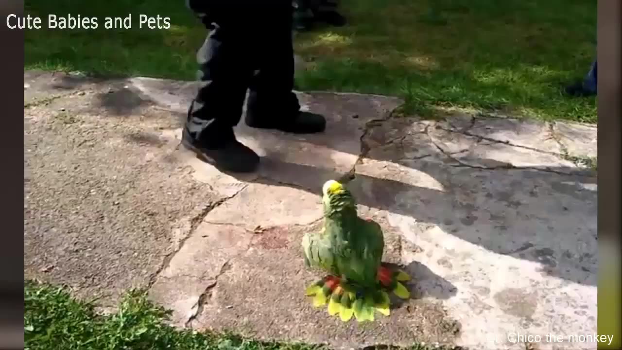 Funny Different Animals Chasing and Scaring People