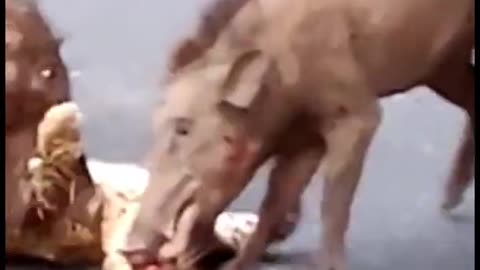 WILD BOARS ATTACK A LEOPARD