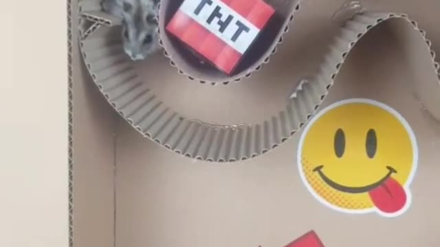 Have you ever seen a hamster run?