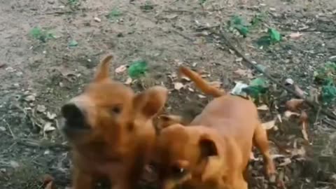 Crazy fight between a puppy and a piglet