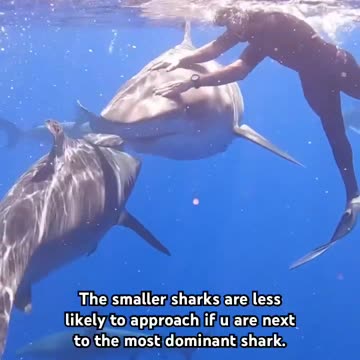 swimming with sharks