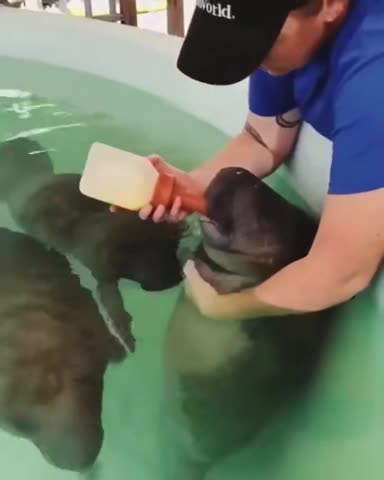 Feeding baby seals 😍😍👍