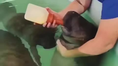 Feeding baby seals 😍😍👍