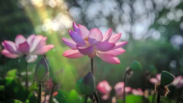 Relaxing Music | Sleeping, Meditation, Stress Relief | [5138] ⭐️