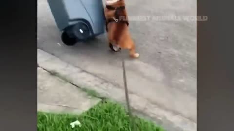 New Funny Animals 😂 Funniest Cats and Dogs Videos 😺🐶