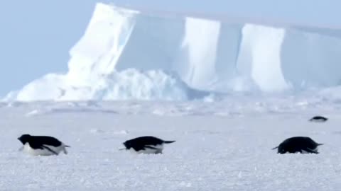 Keep social distance 🐧🐧🐧