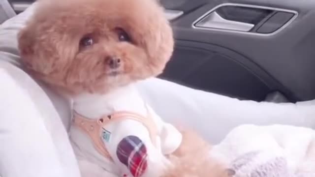 Put a ❤️ if you think cute 🥰