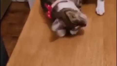 funny animals #shorts