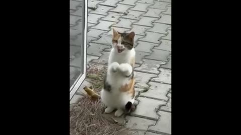 The funniest cat🐈 😺 and dog 🐶 🐕 in the world 😂😆😂😆