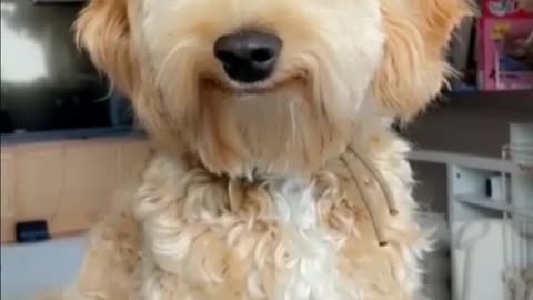 Crafty doggy