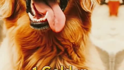 Top 10 Most Beautiful Dogs Breeds in the World