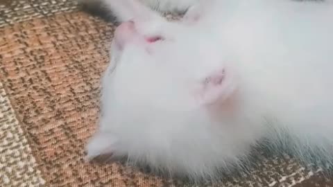 Cute kitty kittens #newborn #kittes#kittens #lilbells #rumble