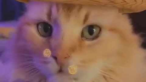 intrestting video cute cats #68
