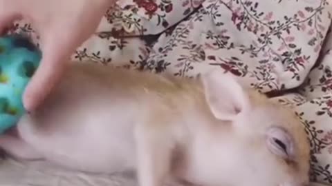 Pigletasmr