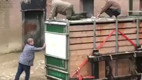 Animal Attacks