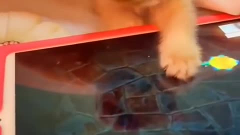 cat funny videos 😸😹 funny moments