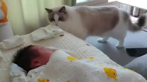 Cats' First Encounter with a Baby