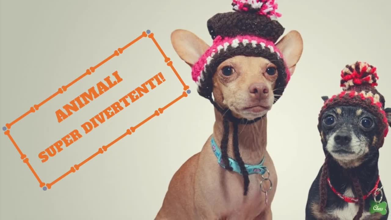 Funny animal videos - Crazy dogs - Funny cats