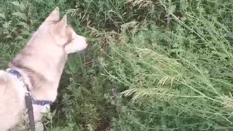 Husky has opened a hunt for a mouse!