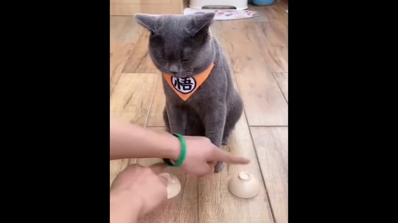Craziest Funniest Animals Best Of The 2021