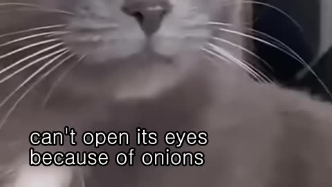 Funny cats and animals videos