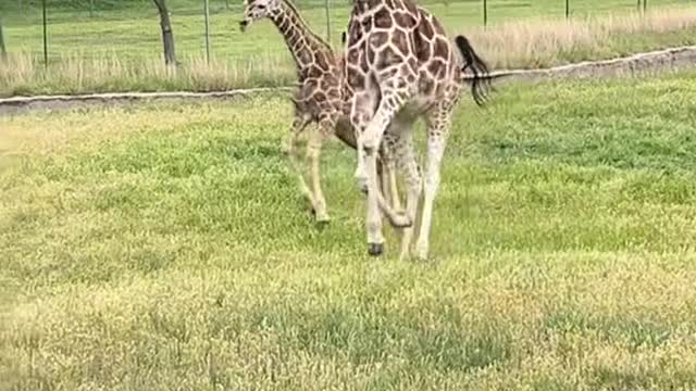 When giraffes get the ZoOmiEs