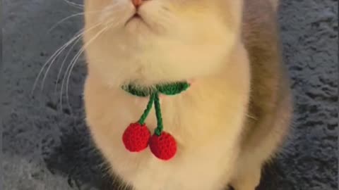happened to her pet.