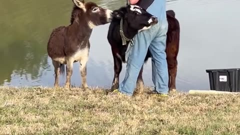 Fisherman Joined by Animal Friends