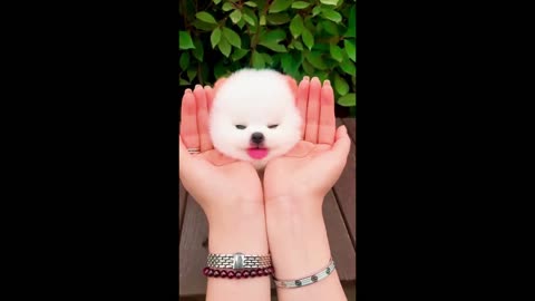 The Cutest Pup in Town