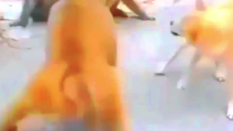 Cute Cat's 🐱🐱 Fighting Capture Funny Moment 😂😂😂😂