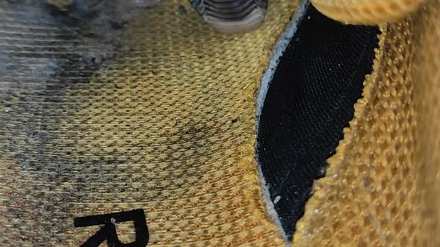 Snake Plays Peek-a-Boo in Sneaker