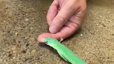 Amazingly beautiful lizards from Tanzania with an attitude!