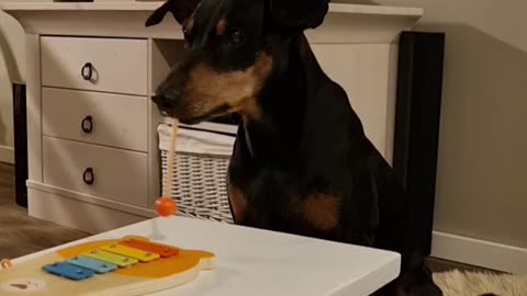 Talented Doggo Plays the Xylophone